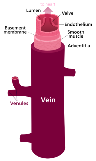 Súbor:Vein.svg