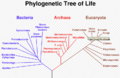 Fylogeneticky-strom-zivota.png