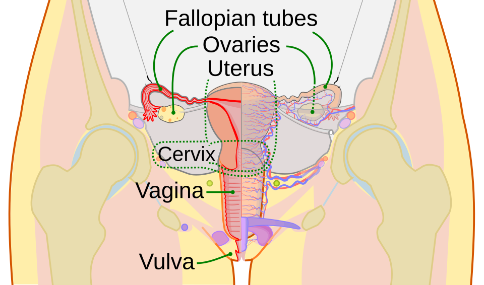 Súbor:Scheme female reproductive system-en.svg